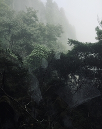 Spider Forest on a foggy day at Mount Tsurumi Beppu ita Japan 