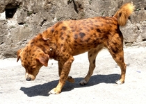 Spotted Dog from Kalimpong Canis lupus familiaris 