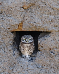 Spotted Owlet Athene brama - Lodai village Gujarat India 