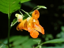 Spotted touch-me-not Impatiens capensis photo by Fritz Geller-Grimm 
