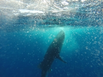 Spotted whale shark Utila 