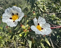 Spotted White Rock Rose Cistus x aguilarii Maculatas in the hills above Los Angeles 