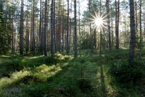Spring in a Swedish forest 