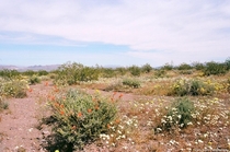 Spring in the Mojave Desert 