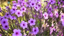 Spring is here and these purple flowers look gorgeous 