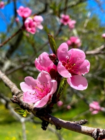 spring  peach blossoms 