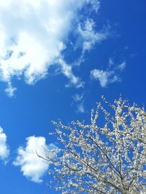 Spring sky