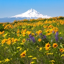 Springtime in the Pacific Northwest 
