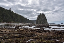 Spruce forests push all the way to the sea on the Washington coast 