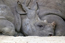 Square-lipped rhinoceros Ceratotherium simum 