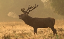 Stag in Richmond Park London 
