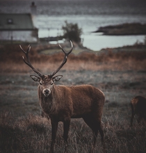 Stag on the island of Jura Scotland Photo credit to Tony Hamilton