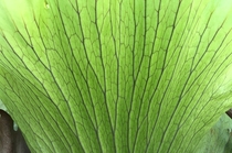 Staghorn fern frond veins - Platycerium sp 