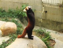 Standing Panda 