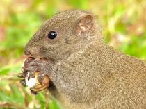 Steal my nut Not a chancePallass squirrel