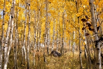 Steamboat springs fall colors 