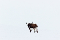 Steer Bos primigenius in Snow 