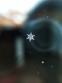 Stellar Dendrite Snowflake 