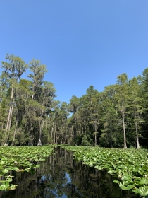 Stephen C Foster state park Okefenokee swamp Georgia 