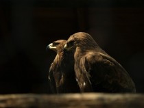 Steppe Eagle Aquila nipalensis 
