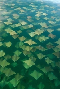 Sting ray migration 