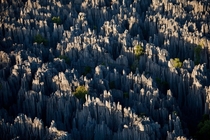 Stone Forest Madagascar 