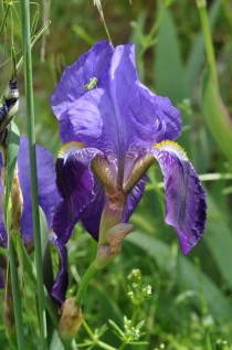 Stool Iris - Iris aphylla - and Grasshopper 