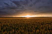 Stormy sunset over a Kansas wheat field OC