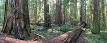 Stout Grove at Jedediah Smith Redwoods State Park California 