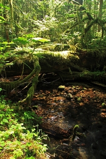 Stream in Carbon River Rainforest Washington State 