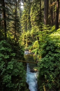 Stream in Olympic National Park 