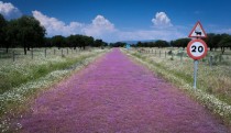 Street of purple flowers Extremadura Spain 