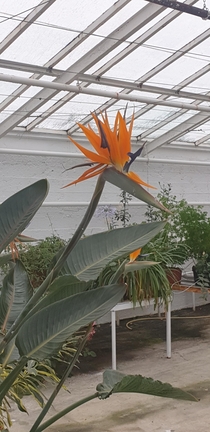 Strelitzia reginae commonly known as the crane flower or bird of paradise is a species of flowering plant indigenous to South Africa An evergreen perennial it is widely cultivated for its dramatic flowers In temperate areas it is a popular houseplant