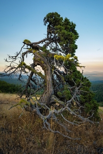 Strike a pose you beautiful little mountain top tree Southern Oregon USA 