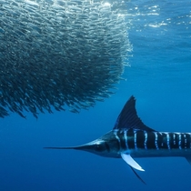 Striped Marlin eyeing of a big ball of baitfish Photo credit to Karim Iliya
