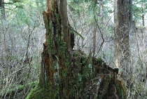 Stump and Brush Southeast Alaska 