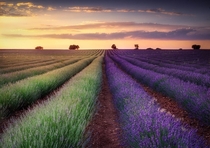 Stunning color contrast between lavender fields in Brihuega Spain 