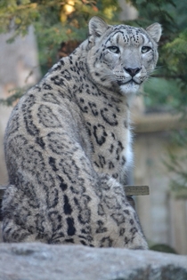 Stunning Snow Leopard Uncia uncia 