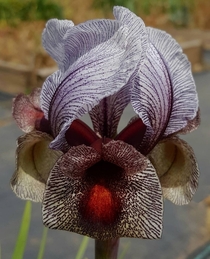 Such an amazing Iris species with many forms