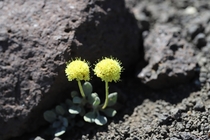 Sulfur Flower Eriogonum umbellatum var nevadense Stanislaus National Forest California 