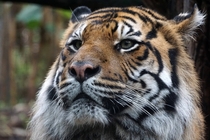 Sumatran tiger at Perth Zoo 
