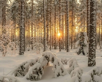 Sun about to set in forest near Seinjoki Finland Photo credit to Ville Kivimki
