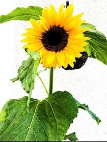 Sun Flower  x