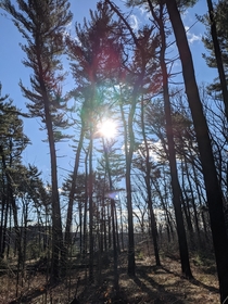Sun peaking through trees in Forest NY NY OC x