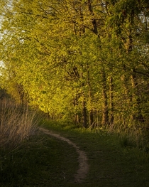 Sunbathed path through the union of forest amp tallgrass prairie - Madison WI 