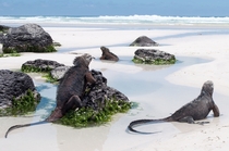 Sunbathing Galapagos Marine Iguanas 