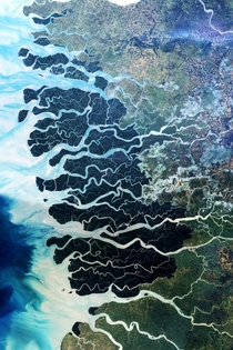 Sundarban forest in Bangladesh and India the largest remaining tract of mangrove forest in the world  photographed by NASA Earth Observatory