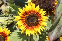 Sunflower at Billings Farm Vermont 