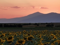 Sunflower field at dusk near Doxato Greece 