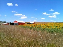 Sunflower field in Belfield North Dakota 